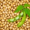 Non- GMO Soybean Market Report Forecasts Dynamic Growth Through 2035