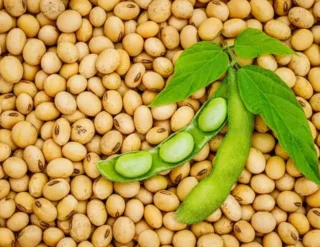 Non- GMO Soybean Market Report Forecasts Dynamic Growth Through 2035