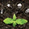Cannabis Technology Market Innovations: Trends and Strategic Opportunities By 2025.