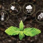 Cannabis Technology Market Innovations: Trends and Strategic Opportunities By 2025.