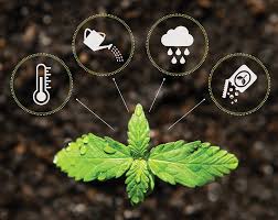 Cannabis Technology Market Innovations: Trends and Strategic Opportunities By 2025.