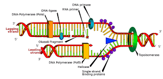 Ligases Enzyme Market Innovations: Trends and Strategic Opportunities By 2025.