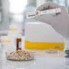 Mycotoxin Testing Market Report Forecasts Dynamic Growth Through 2035