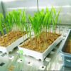 Japan Plant Genotyping Equipment Market Reset: Analyzing Economic Stressors and Trade Policy Shocks