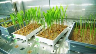 Japan Plant Genotyping Equipment Market Reset: Analyzing Economic Stressors and Trade Policy Shocks
