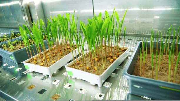 Japan Plant Genotyping Equipment Market Reset: Analyzing Economic Stressors and Trade Policy Shocks