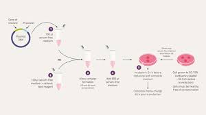Transfection Reagents and Equipment Market Report Forecasts Dynamic Growth Through 2035