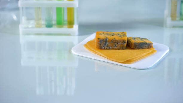 Europe Enzyme Modified Cheese Market Industry Analysis, Size, and Demand Forecast