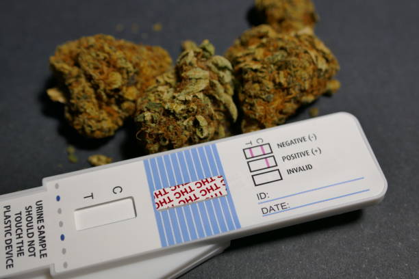 Marihuana Rapid Test Kit Market Analysis: Trends, Opportunities, and Forecast