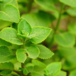 China Potential Drug Therapy Market Industry Analysis, Size, and Demand Forecast