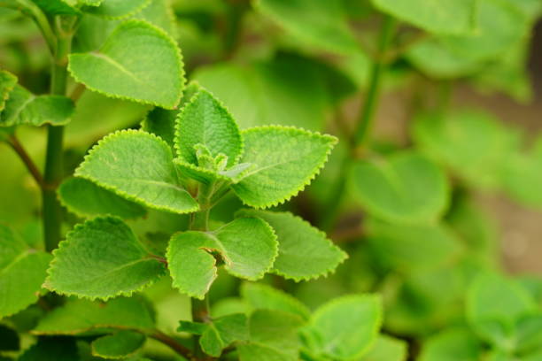 China Potential Drug Therapy Market Industry Analysis, Size, and Demand Forecast