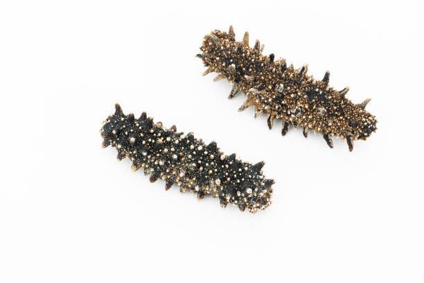 China Dried Sea-cucumber Market Opportunities and Regional Insights 2025–2035