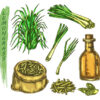 Europe Essential Oils in Animal Nutrition Market Forecast: Global Growth Outlook till 2035