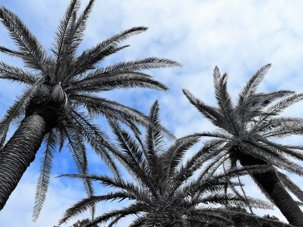 Japan Palm Oil Market Size, Trends, Analysis and Forecast till 2035