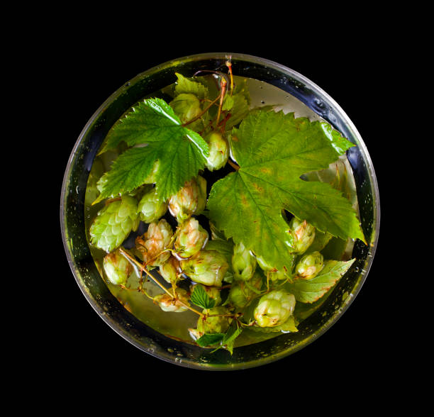 Japan Hops Extract Market Opportunities and Regional Insights 2025–2035