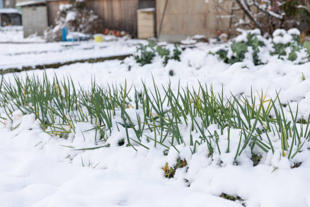 Japan Frozen Vegetables Market Size & Revenue Analysis 2035