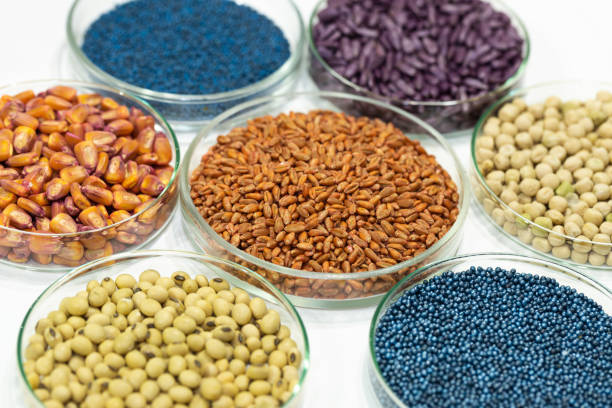 Biotech Seeds Market Study: Comprehensive Segmentation and Forecast
