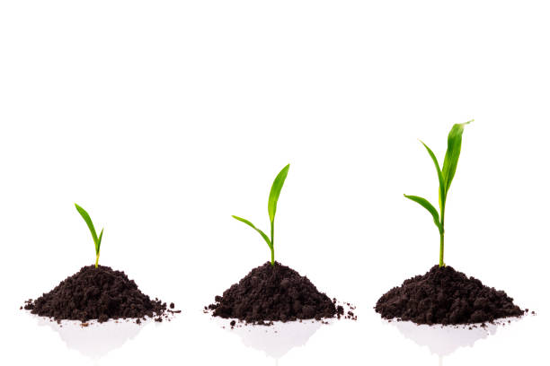 Japan Organic Fertilizers Market Size, Trends, Analysis and Forecast till 2035