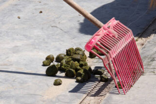 U.S. Dogs’ Manure Remover Market Insights: Regional and Segmental Analysis