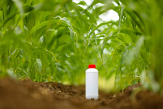 Japan Insecticides Market Opportunities and Regional Insights 2025–2035