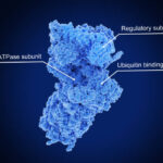 US Inulinase Market Outlook 2025–2035: Trends and Forecast