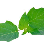 Japan Scopolamine Market Opportunities and Regional Insights 2025–2035