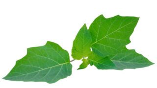 Japan Scopolamine Market Opportunities and Regional Insights 2025–2035