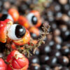 Japan Guarana Market Size, Share, Growth Drivers Report 2035