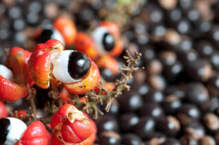 Japan Guarana Market Size, Share, Growth Drivers Report 2035