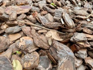 Singapore Wood Chips Market Strategic Insights and Business Growth Potential