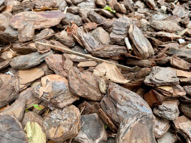 Singapore Wood Chips Market Strategic Insights and Business Growth Potential