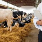 Europe Dairy Herd Management Standalone Software Market Outlook 2025–2035: Trends and Forecast