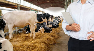 Europe Dairy Herd Management Standalone Software Market Outlook 2025–2035: Trends and Forecast