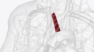 US Inferior Vena Cava (IVC) Filter Market Size, Share, Growth Drivers Report 2035