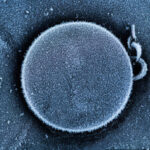 U.S Cryo-Electron Microscopy Market Research Report: Trends, Insights, and Forecast 2035