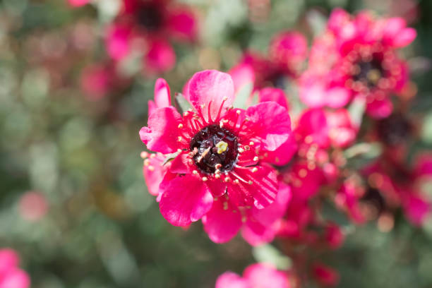 Singapore Tea Tree Oil Market Strategic Insights and Business Growth Potential