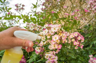 Europe Biofungicide Market Growth, Drivers, and Opportunities 2035