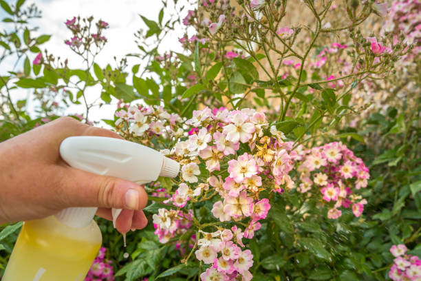 Europe Biofungicide Market Growth, Drivers, and Opportunities 2035