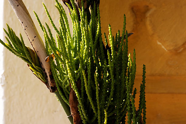 China Toothpastes Market Forecast: Global Growth Outlook till 2035