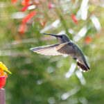 Singapore High Performance Hovercraft Market Size, Share, Growth Drivers Report 2035