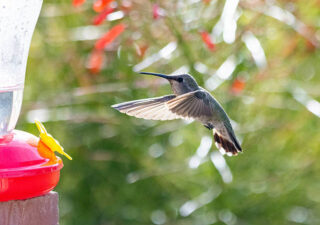 Singapore High Performance Hovercraft Market Size, Share, Growth Drivers Report 2035