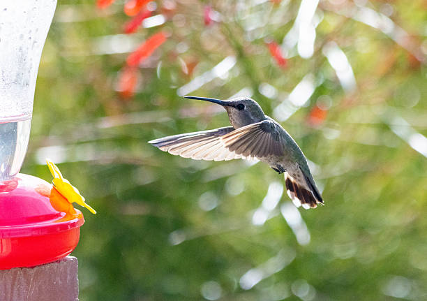 Singapore High Performance Hovercraft Market Size, Share, Growth Drivers Report 2035