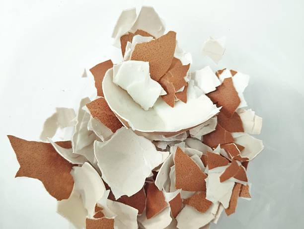 China Eggshell Membrane Market Size, Share, Growth Drivers Report 2035