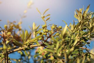 Europe Olive Market Growth, Drivers, and Opportunities 2035