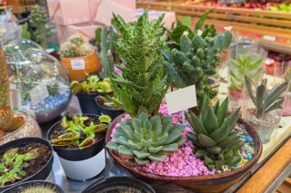 China Potting Mix Market Strategic Insights and Business Growth Potential