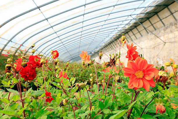 China Shed Plastic Film Market Forecast: Global Growth Outlook till 2035