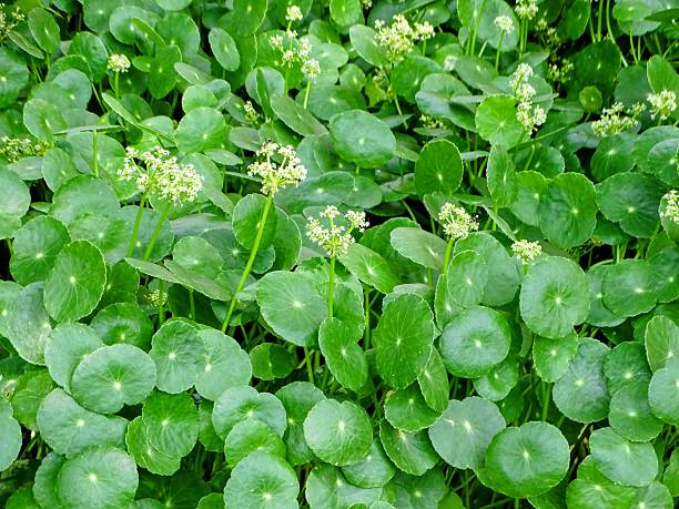 Europe Health and Wellness Food Market Size, Trends, Analysis and Forecast till 2035