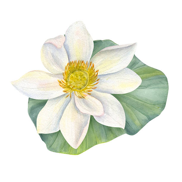 Japan Green Packaging Market Industry Analysis, Size, and Demand Forecast