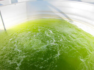 Japan Liquid Feed Supplements Market Outlook 2025–2035: Trends and Forecast