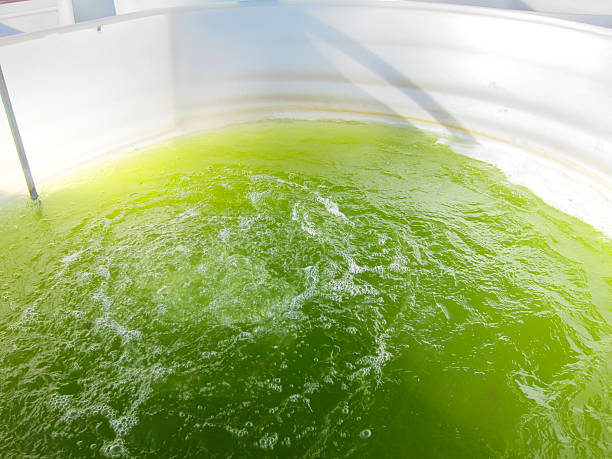 Japan Liquid Feed Supplements Market Outlook 2025–2035: Trends and Forecast